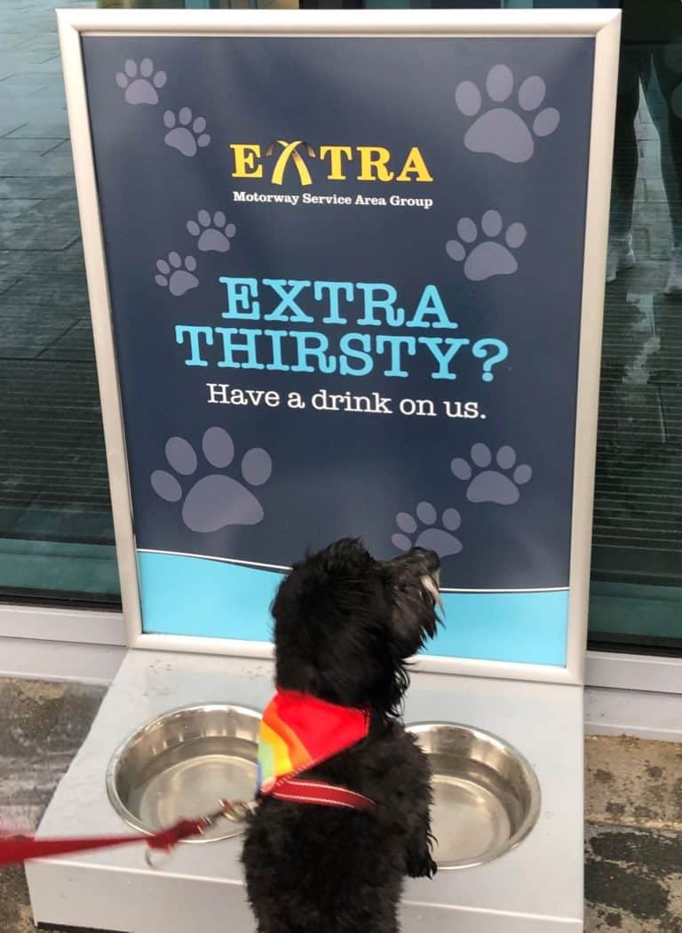 Dog drink