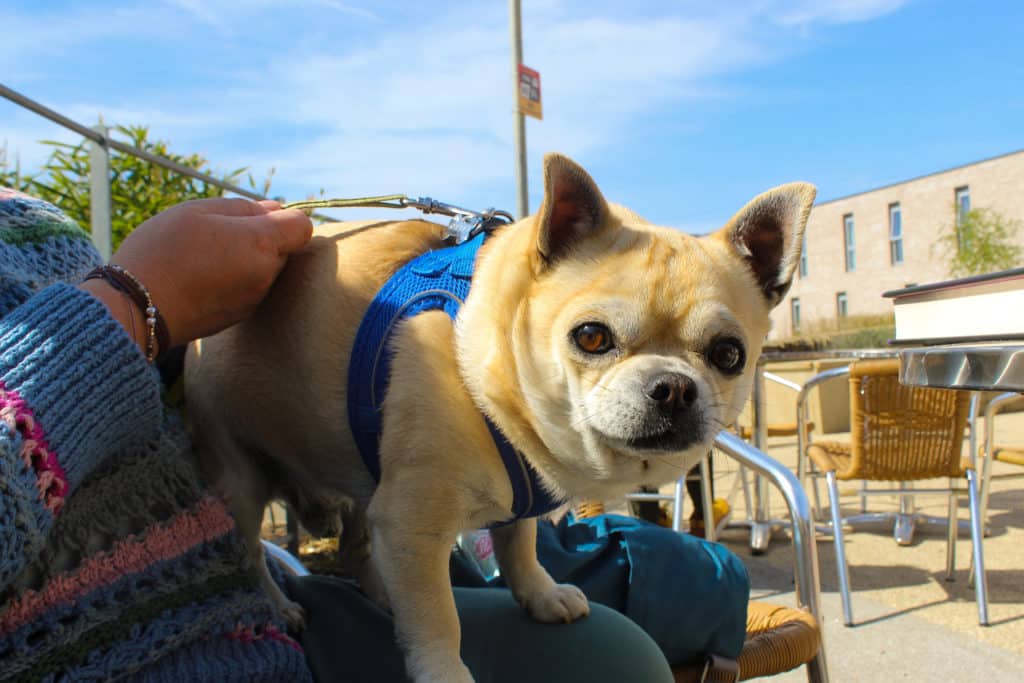Who let the dogs in? It’s us!